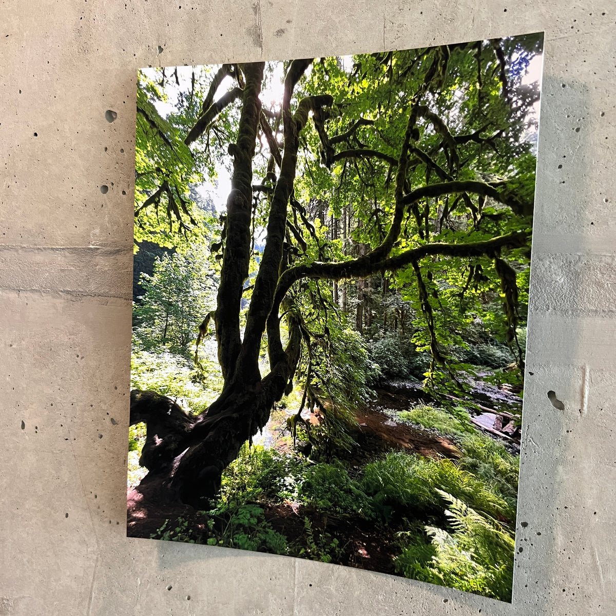 Photo of a winding tree in the forest