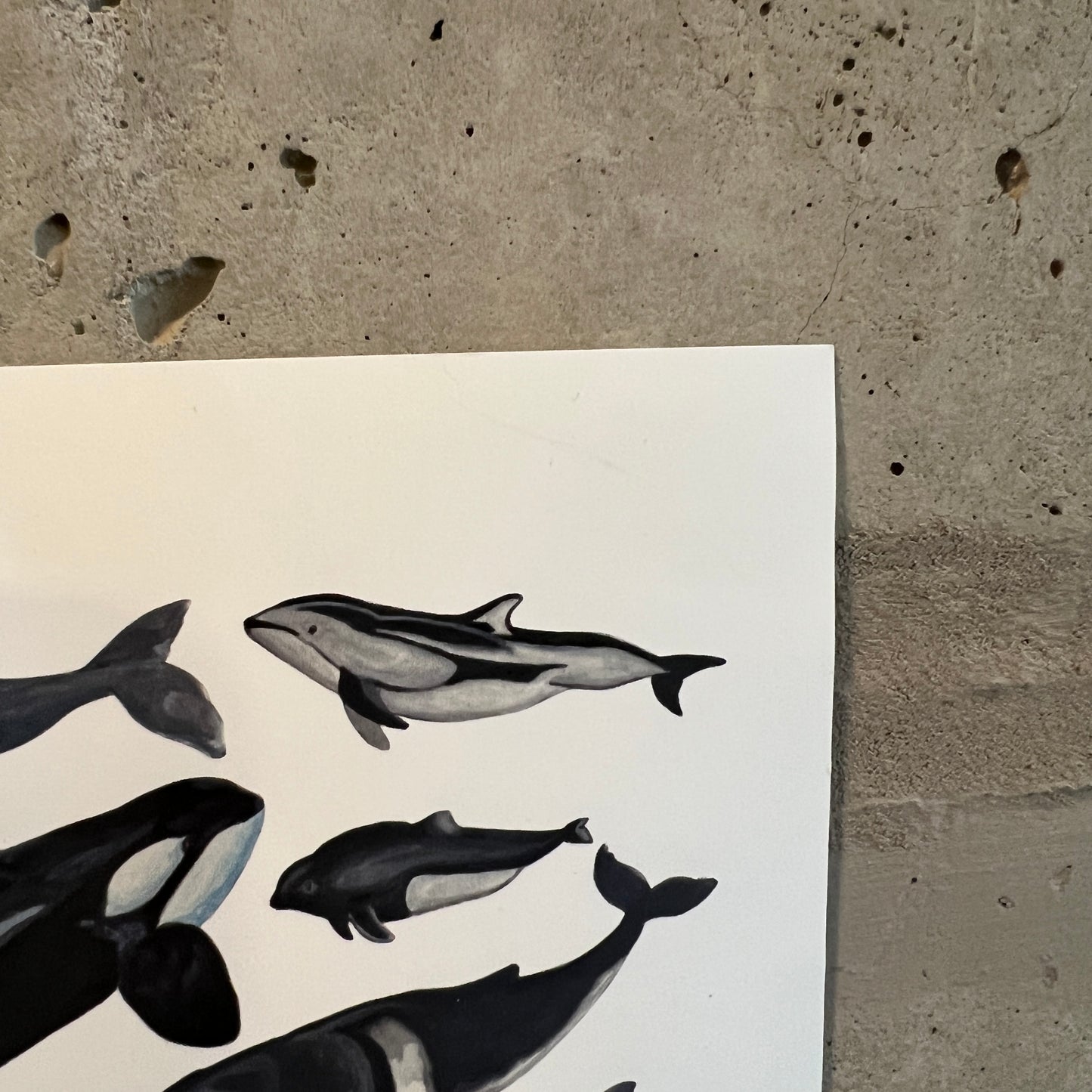 Pacific Northwest Whales & Dolphins Poster | 21x30cm