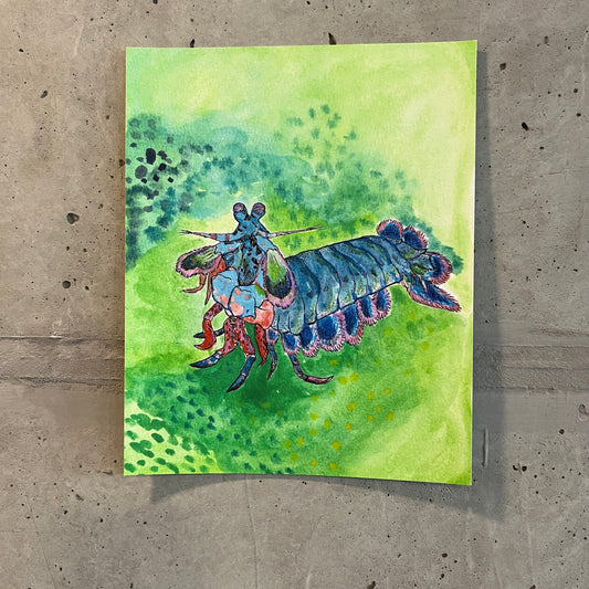 Mantis Shrimp– Art Print | 8x10