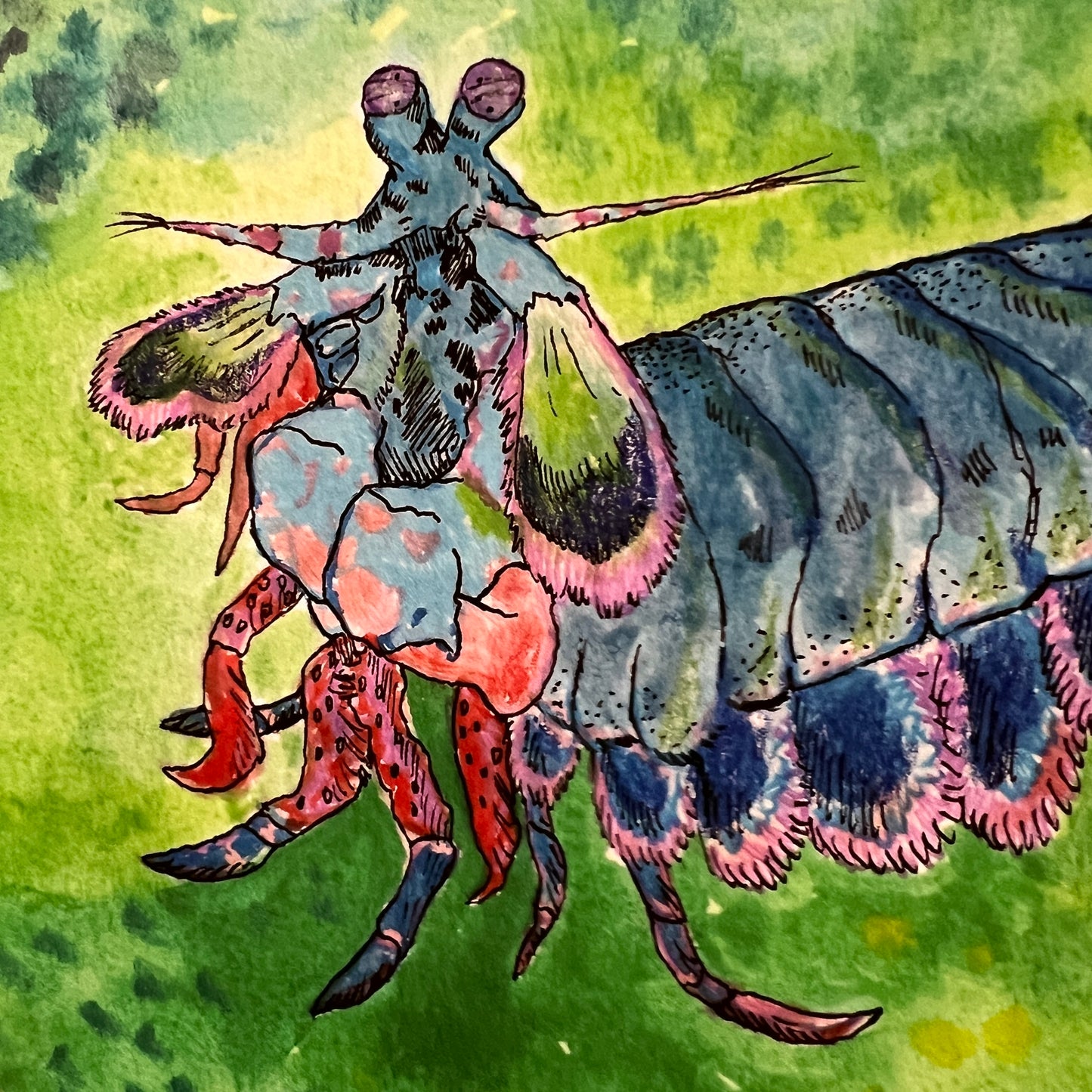 Mantis Shrimp– Art Print | 8x10