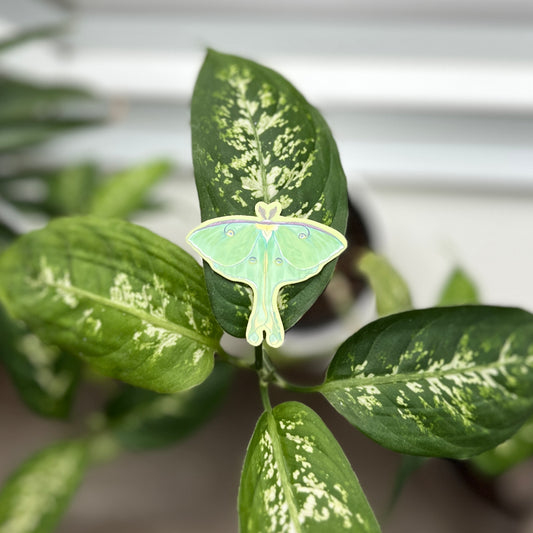 Small luna moth sticker