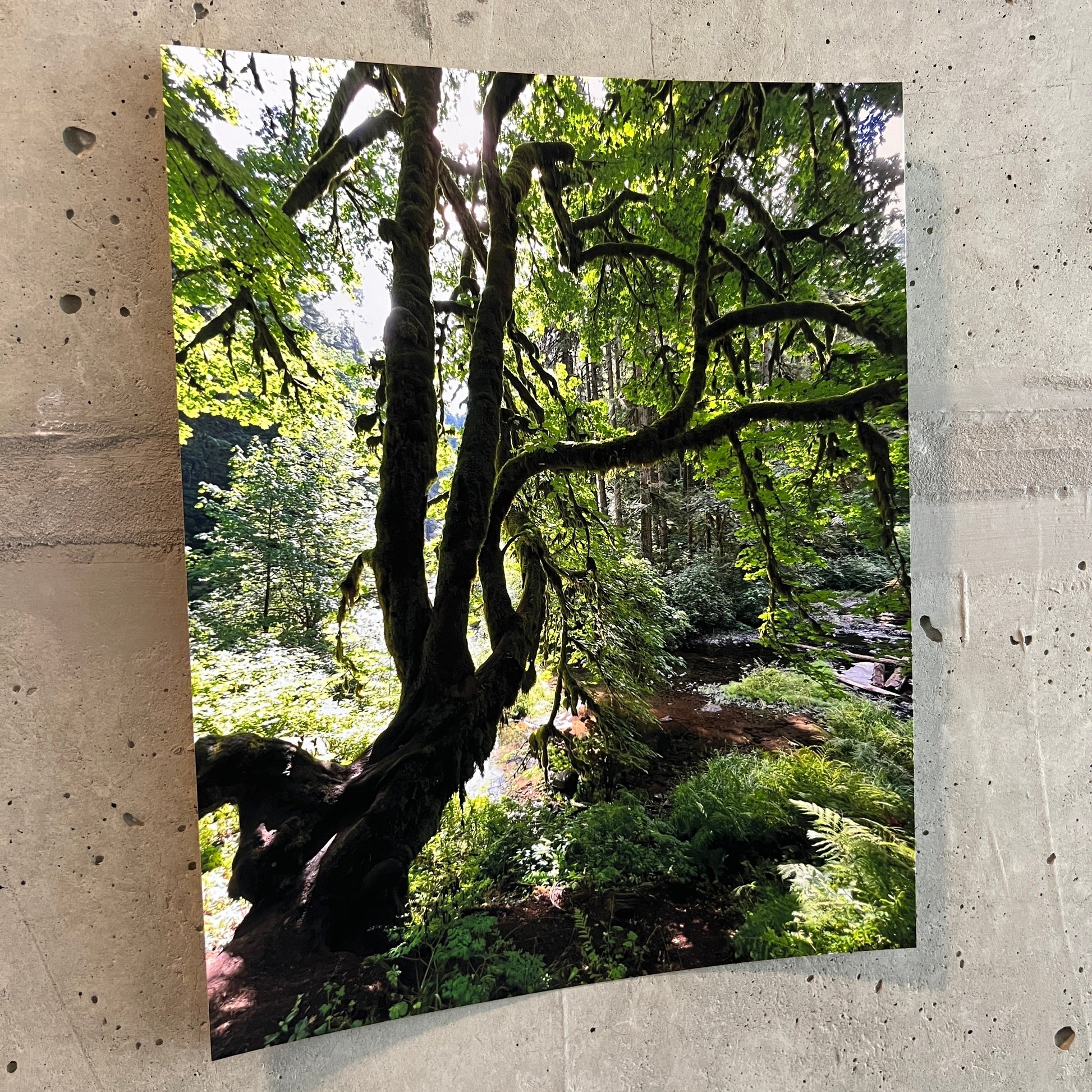 Photo of a winding tree in the forest