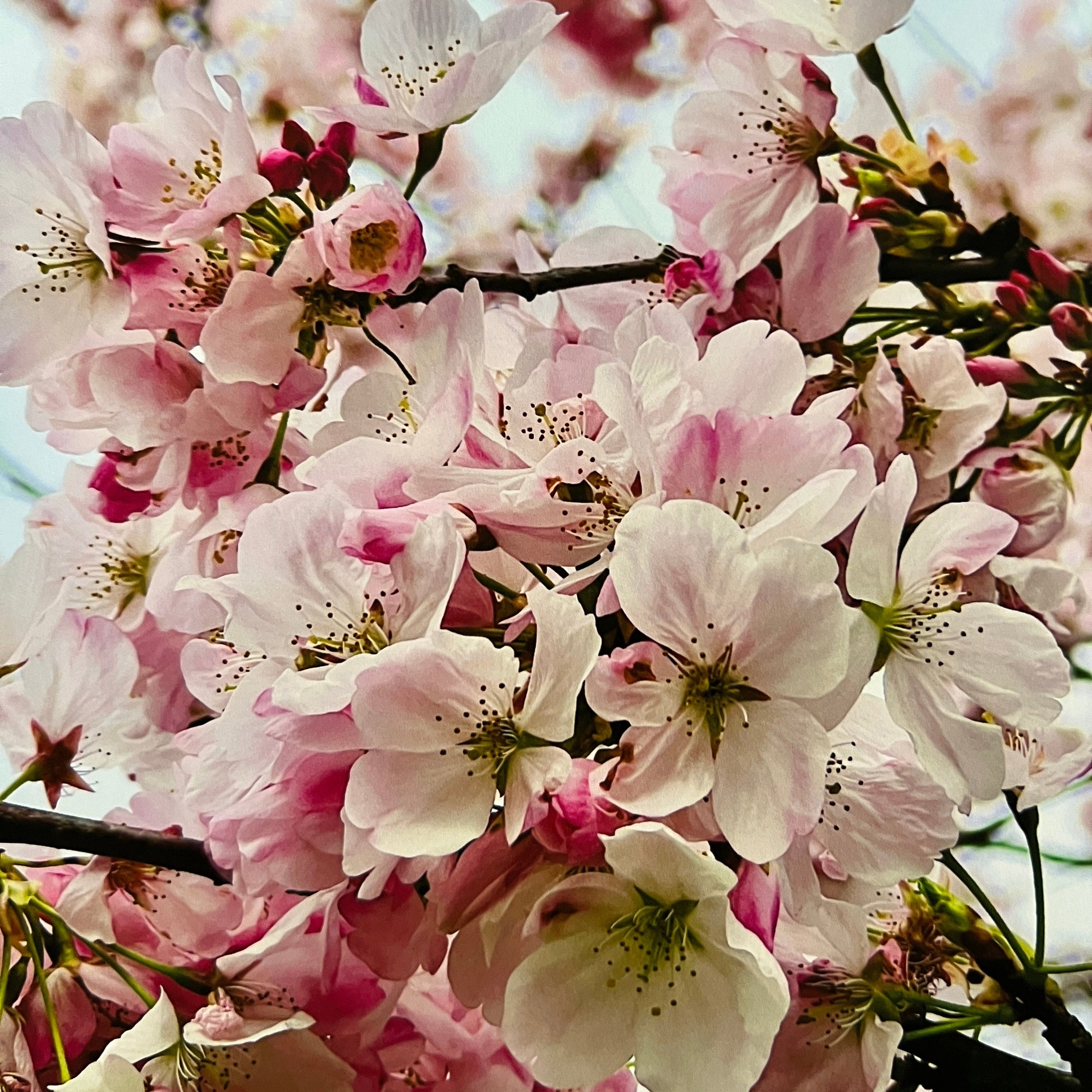 Close-up of cherry blossoms with a soft focus background
