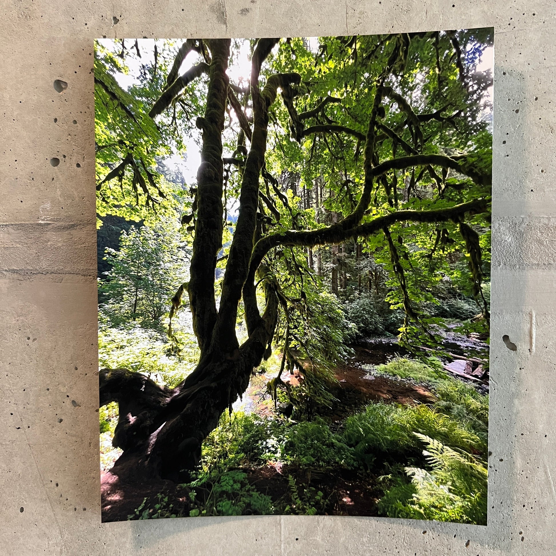 Photo of a winding tree in the forest