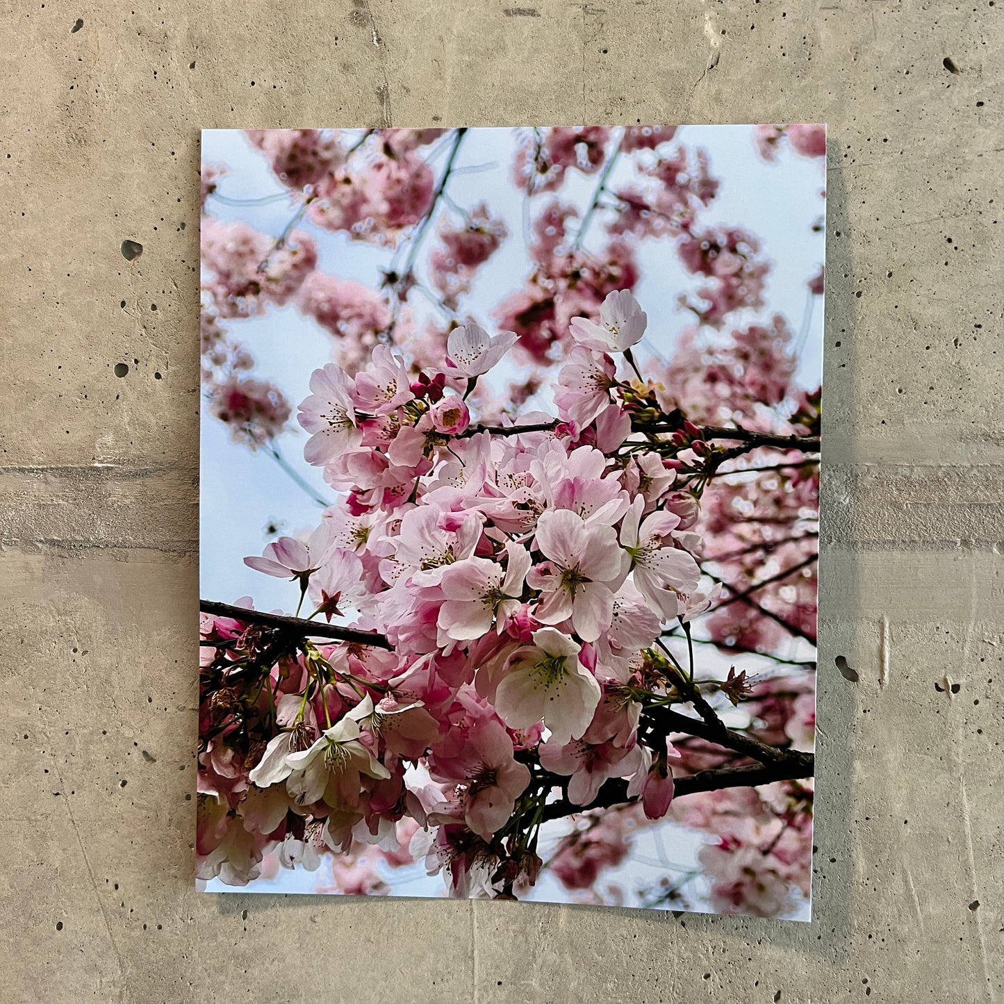 Photo of cherry blossoms