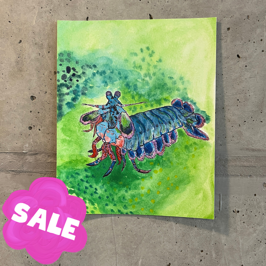 Mantis Shrimp– Art Print | 8x10
