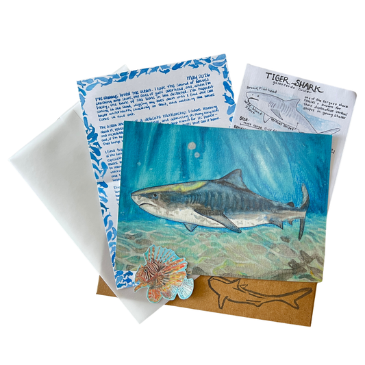 image of a flat lay of an envelope, a shark art print, a tiger shark field guide, a letter and a lionfish sticker