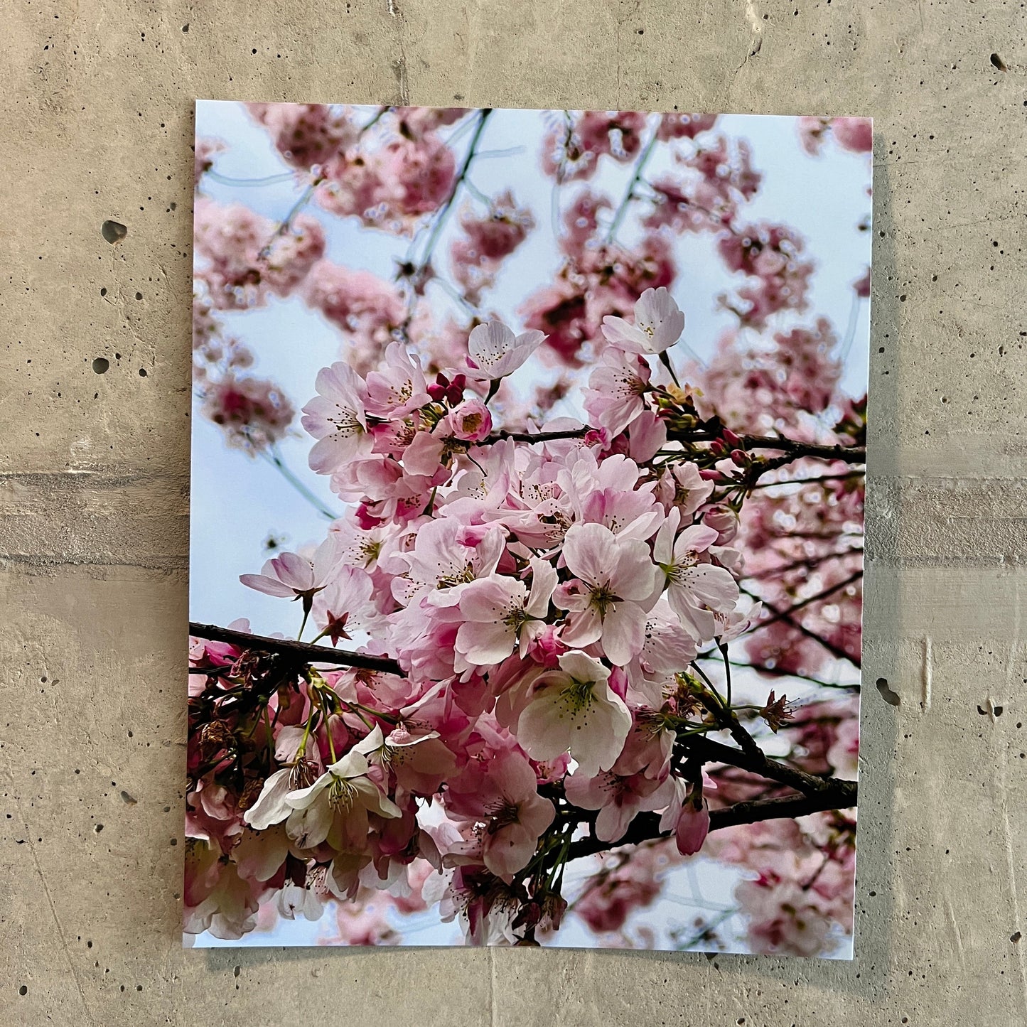 Photo of cherry blossoms