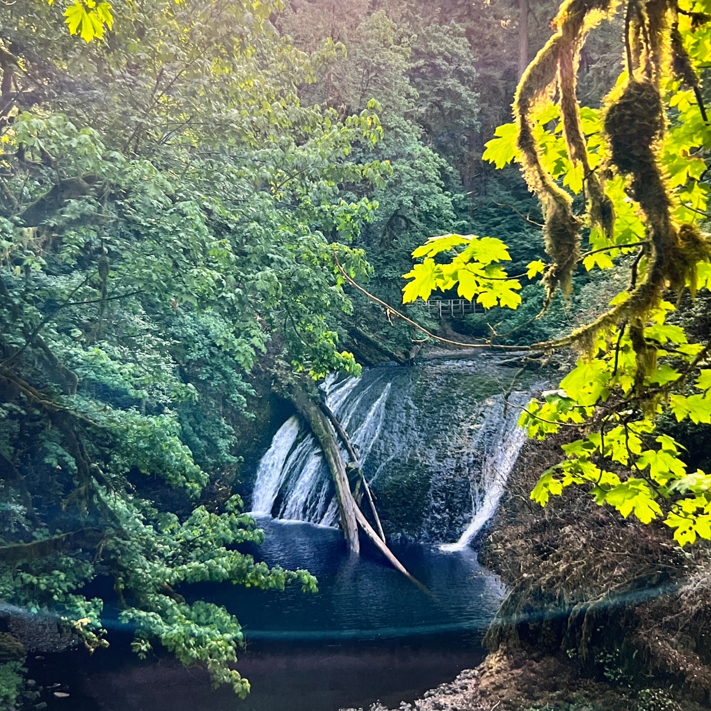Waterfall surrounded by lush greenery with sunlight filtering through the trees.