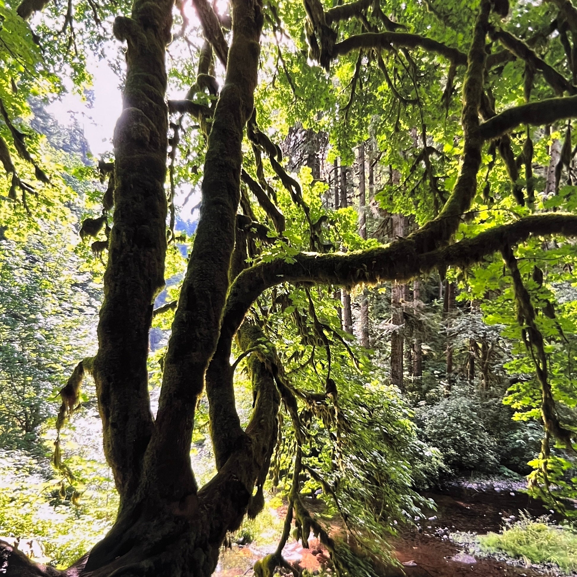 Photo of a winding tree in the forest