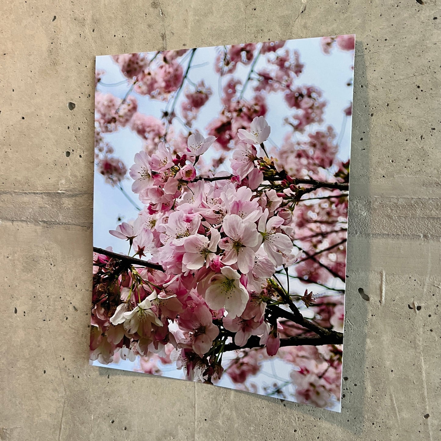 Photo of cherry blossoms