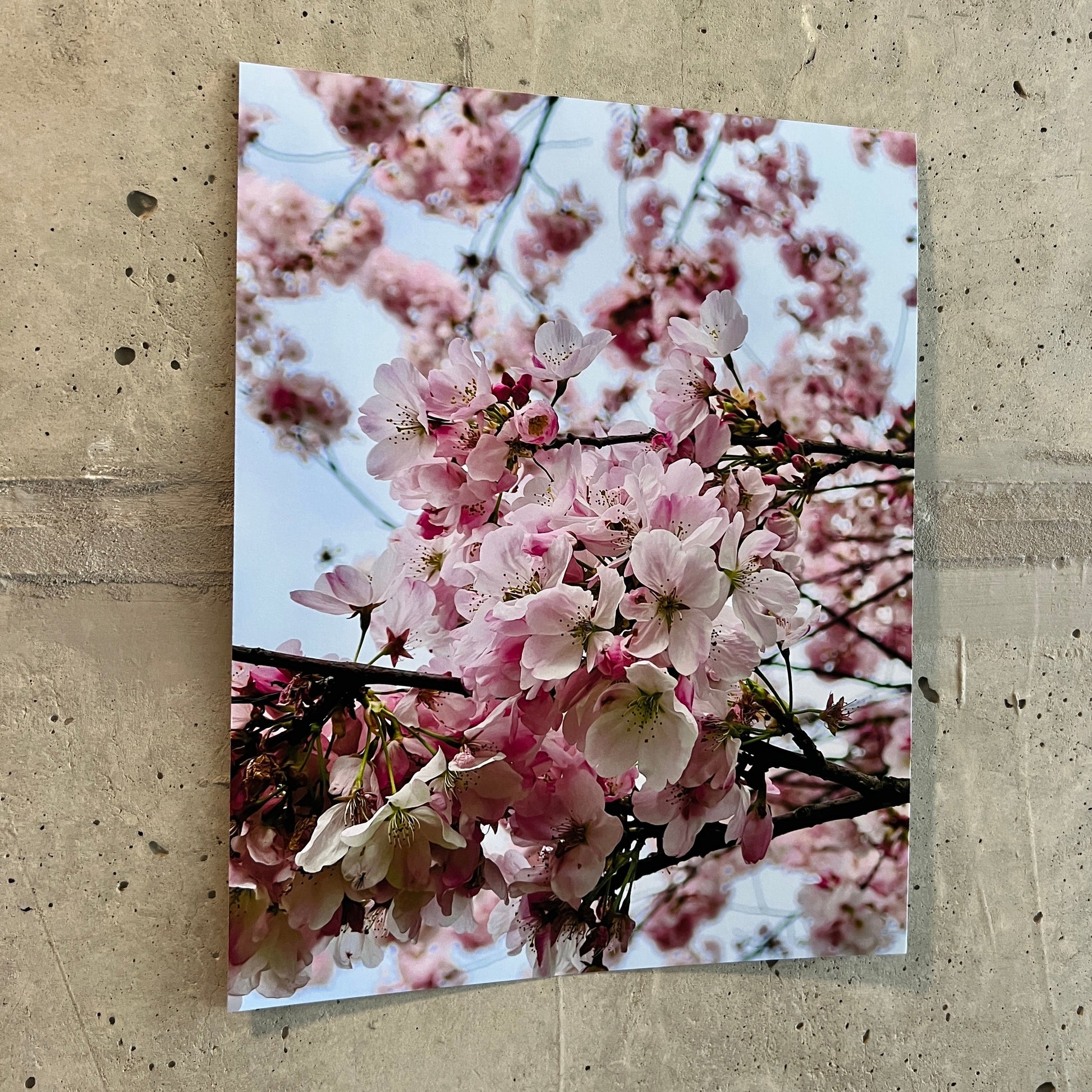 Photo of cherry blossoms