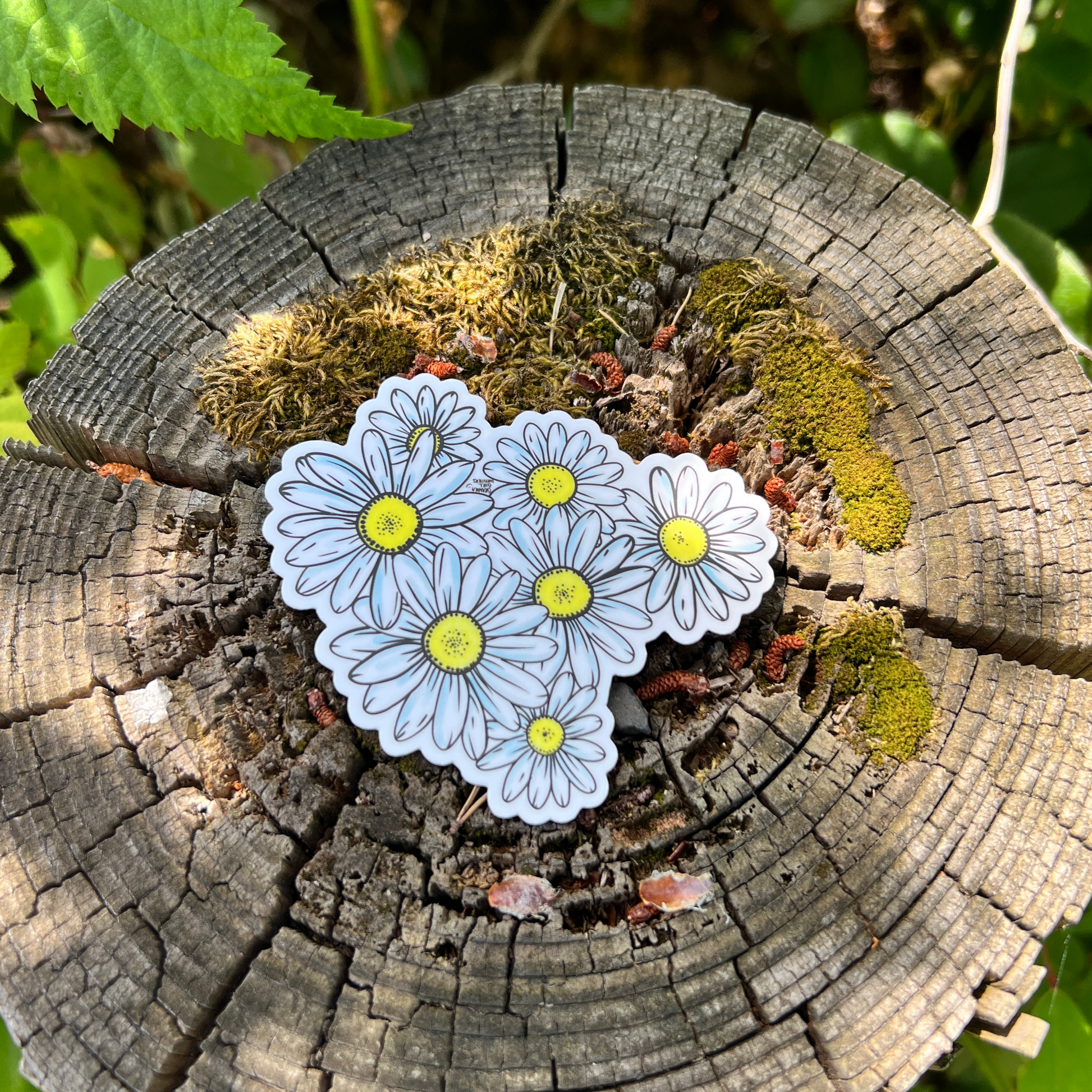 A sticker with a hand-drawn design of daisies placed on a wooden surface surrounded by moss and bits of lichens.