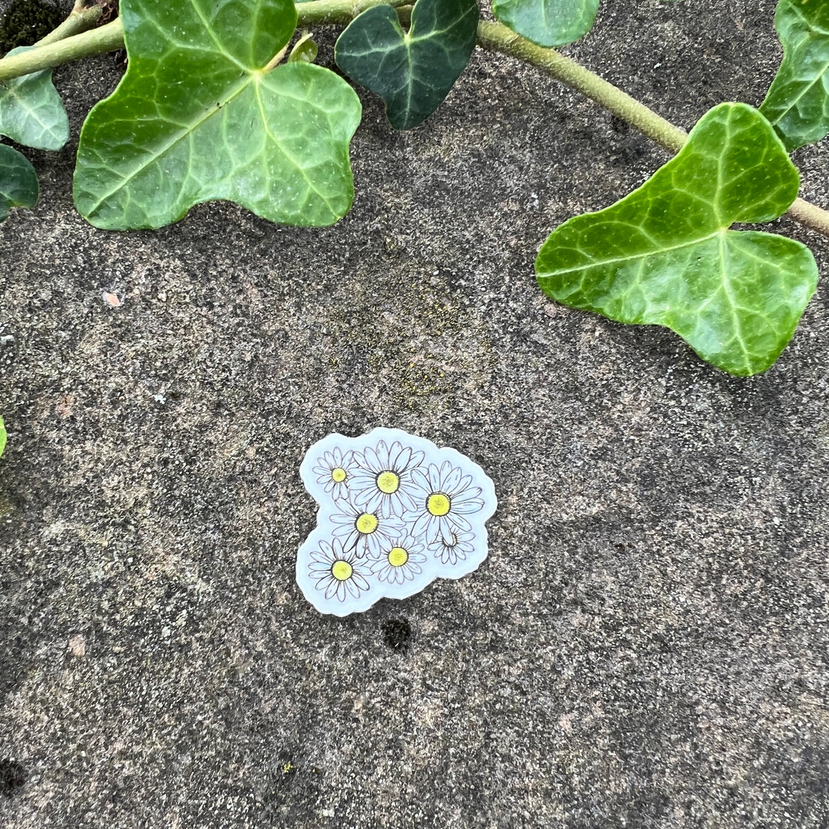Mini daisies sticker on a rocky surface