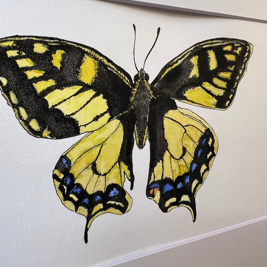 Signed "Swallowtail Butterfly" Original Watercolor Painting #1/1