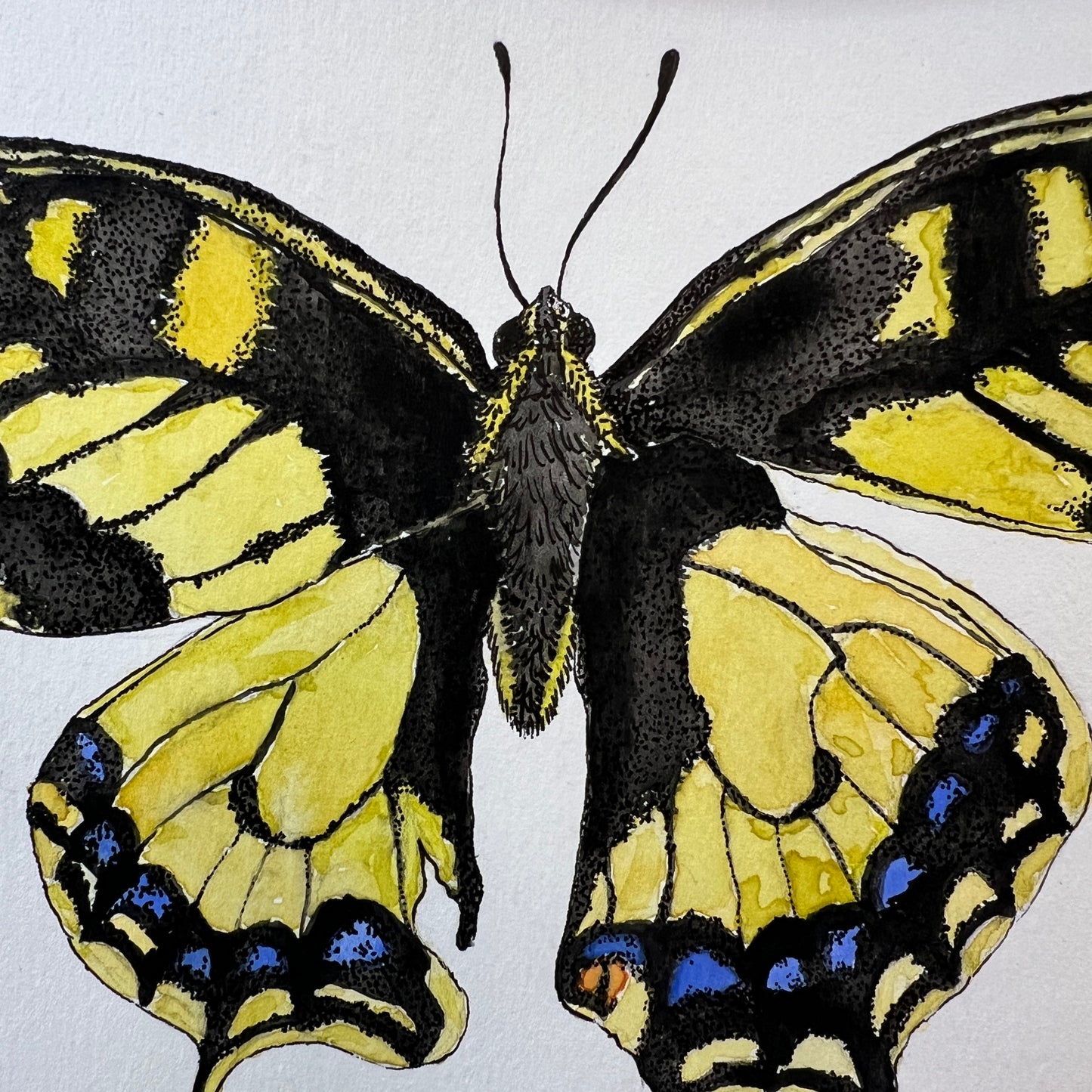 Signed "Swallowtail Butterfly" Original Watercolor Painting #1/1