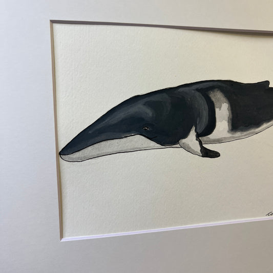 Signed "Common Minke Whale" Original Gouache Painting #4/9