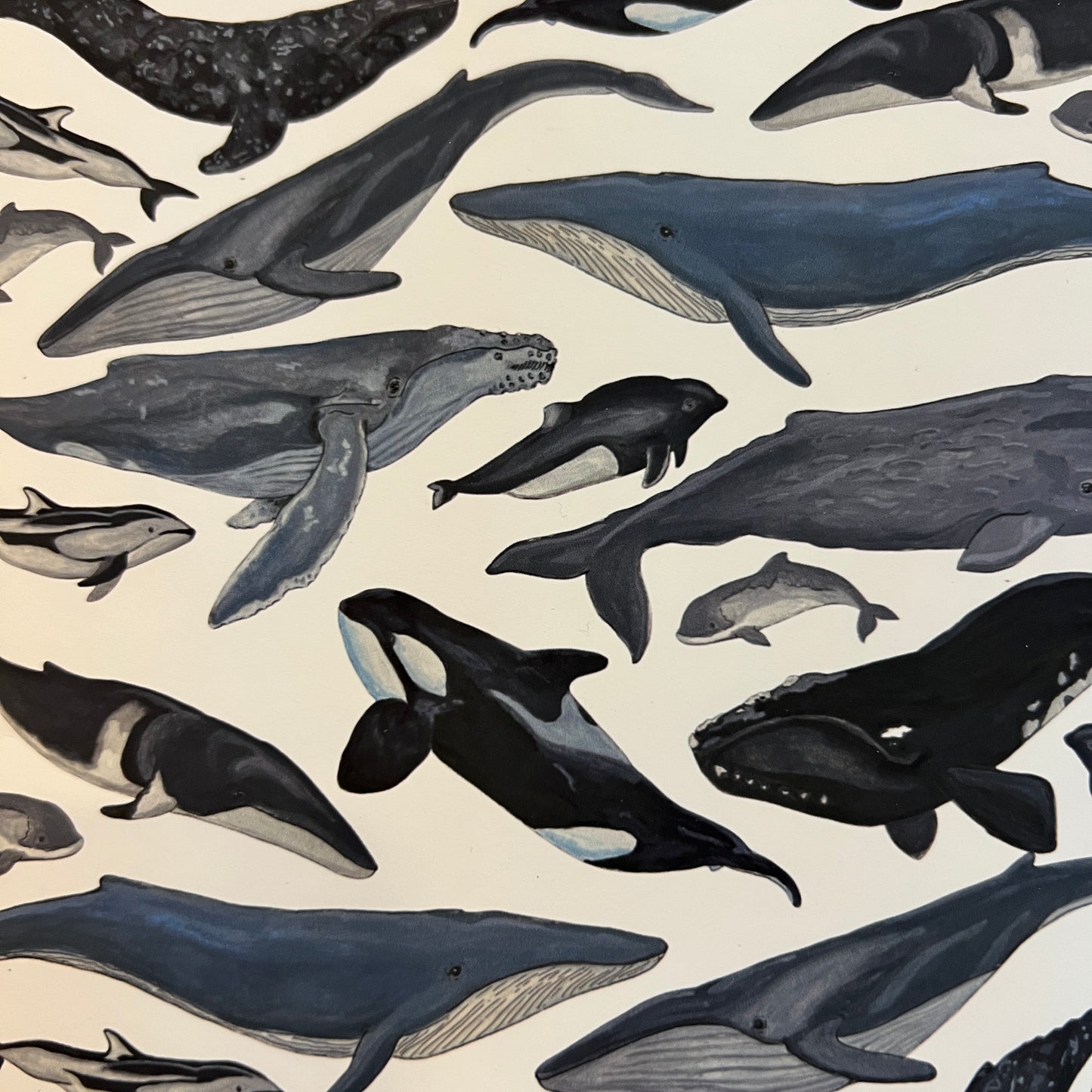 Pacific Northwest Whales & Dolphins Poster | 21x30cm