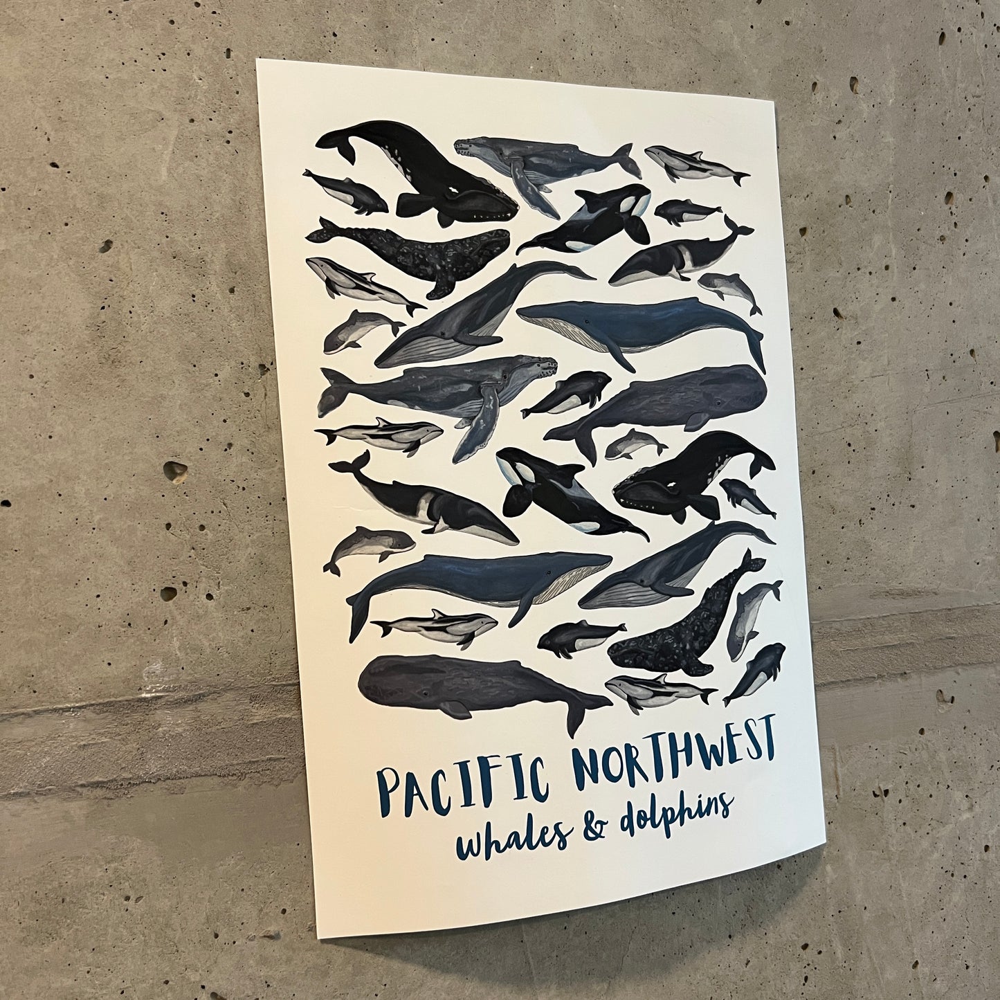 Pacific Northwest Whales & Dolphins Poster | 21x30cm