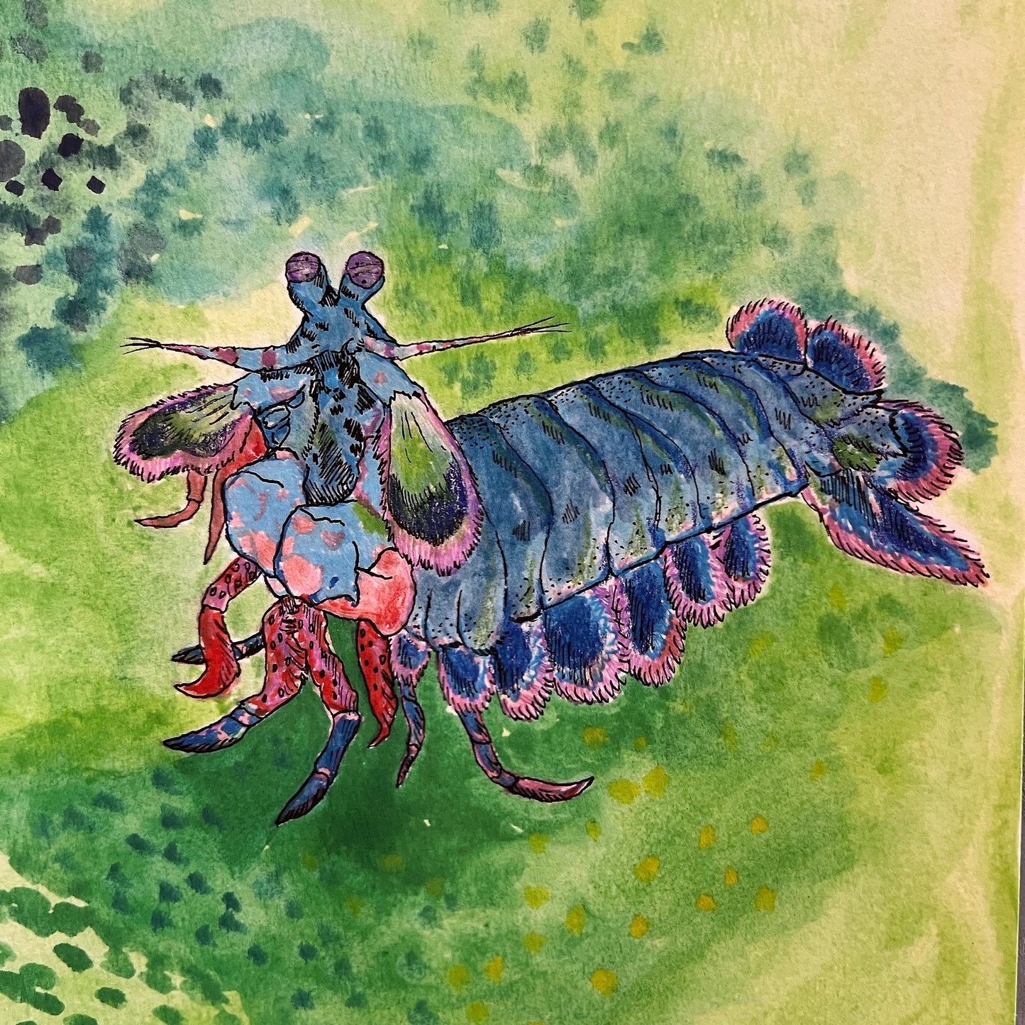 Mantis Shrimp– Art Print | 8x10