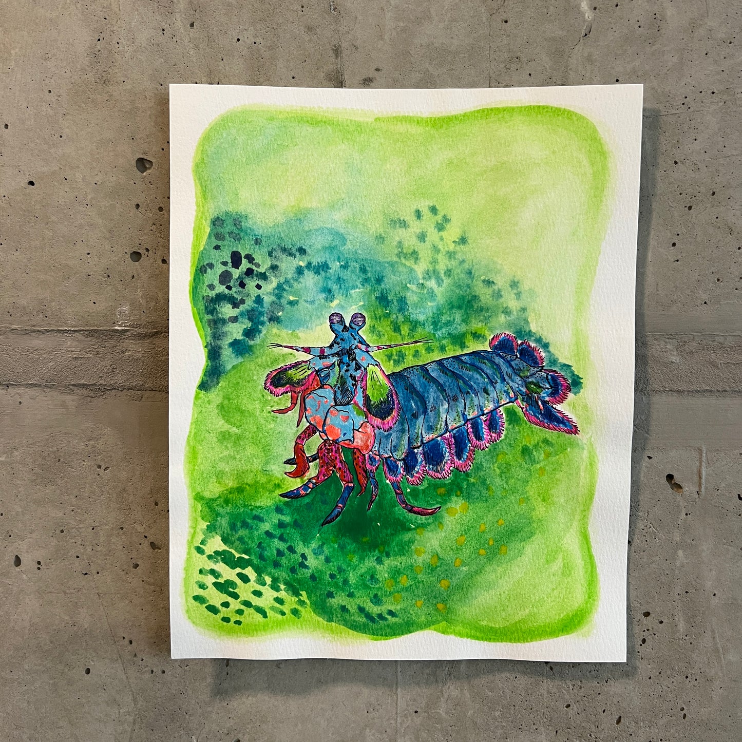 💚Signed "Mantis Shrimp" Watercolor Painting 8x10