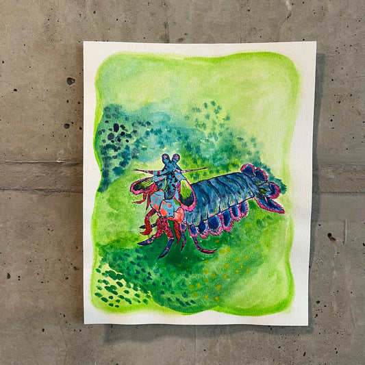 💚Signed "Mantis Shrimp" Watercolor Painting 8x10