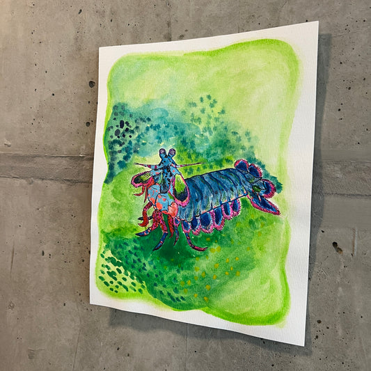 Signed "Mantis Shrimp" Watercolor Painting 8x10