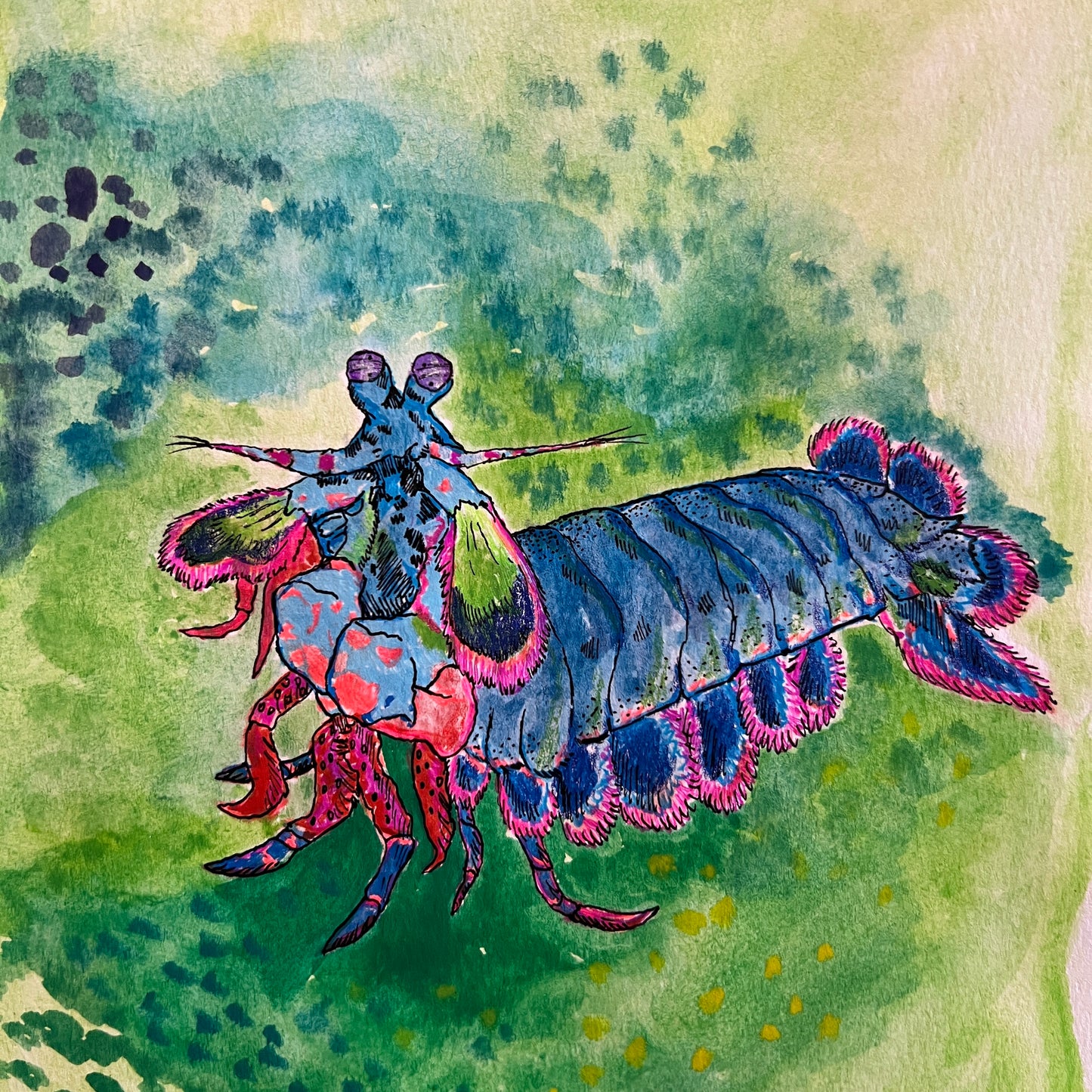 💚Signed "Mantis Shrimp" Watercolor Painting 8x10