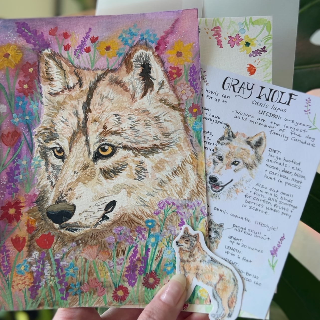 Photo of a hand holding an art print of a wolf, a wolf sticker, a gray wolf fact sheet and letter