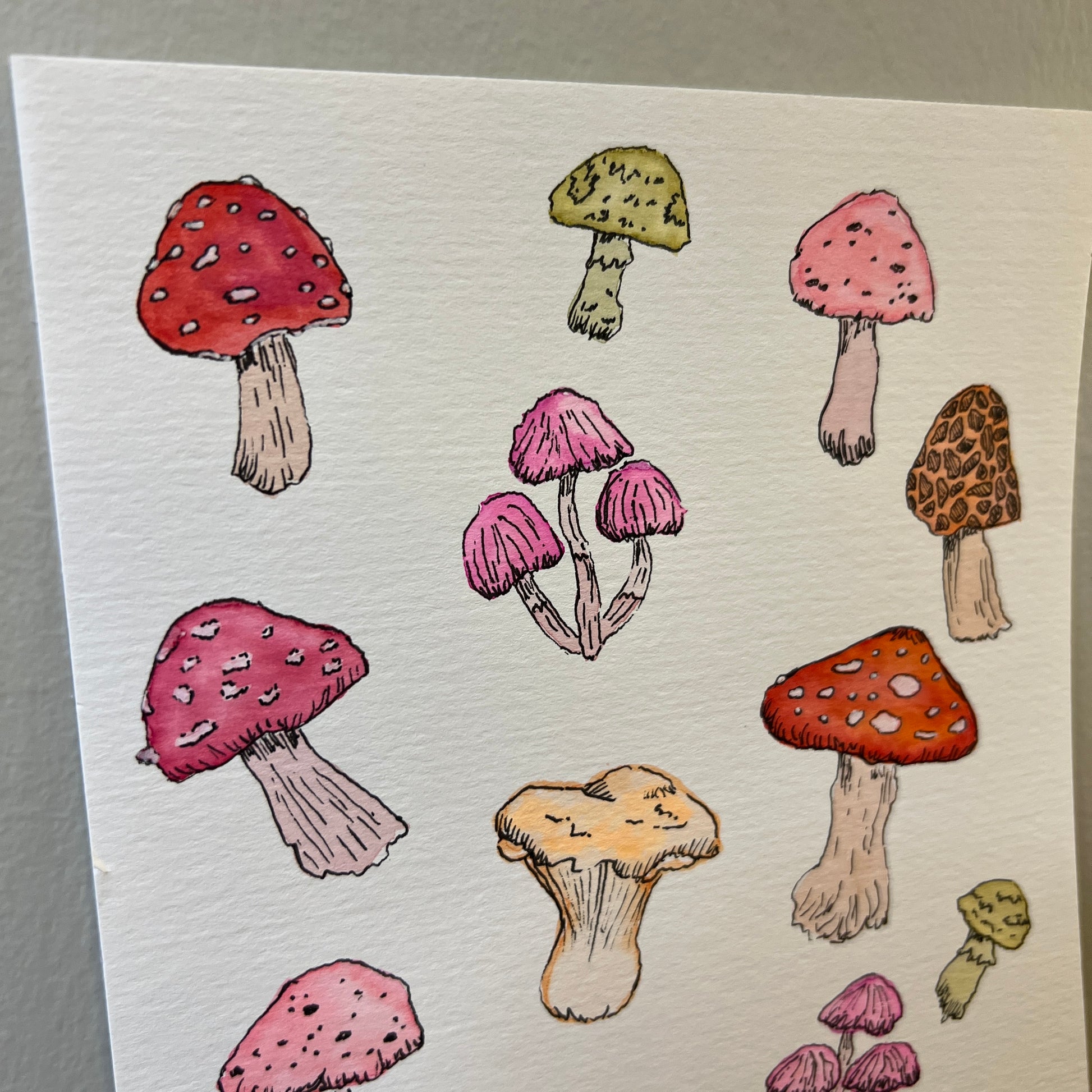 Illustrations of various mushrooms on a white background