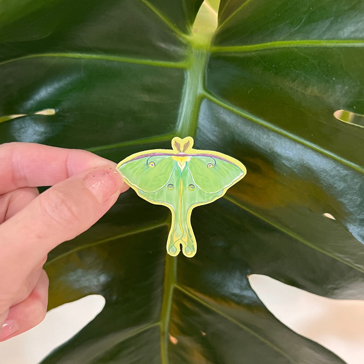 Small luna moth sticker against a monstera leaf