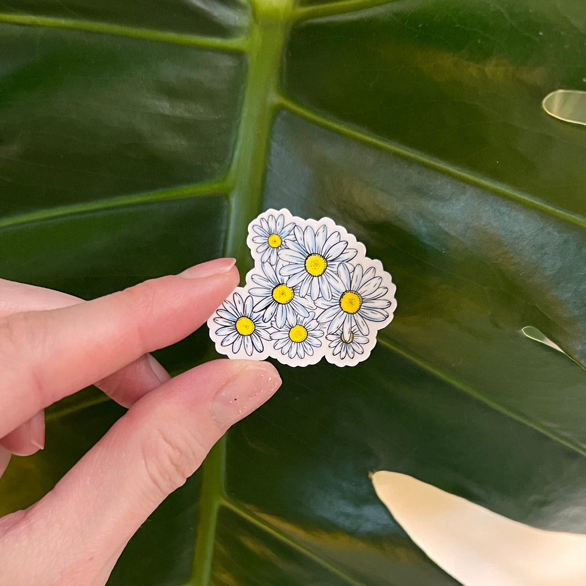 hand holding a daisies sticker against a leaf background