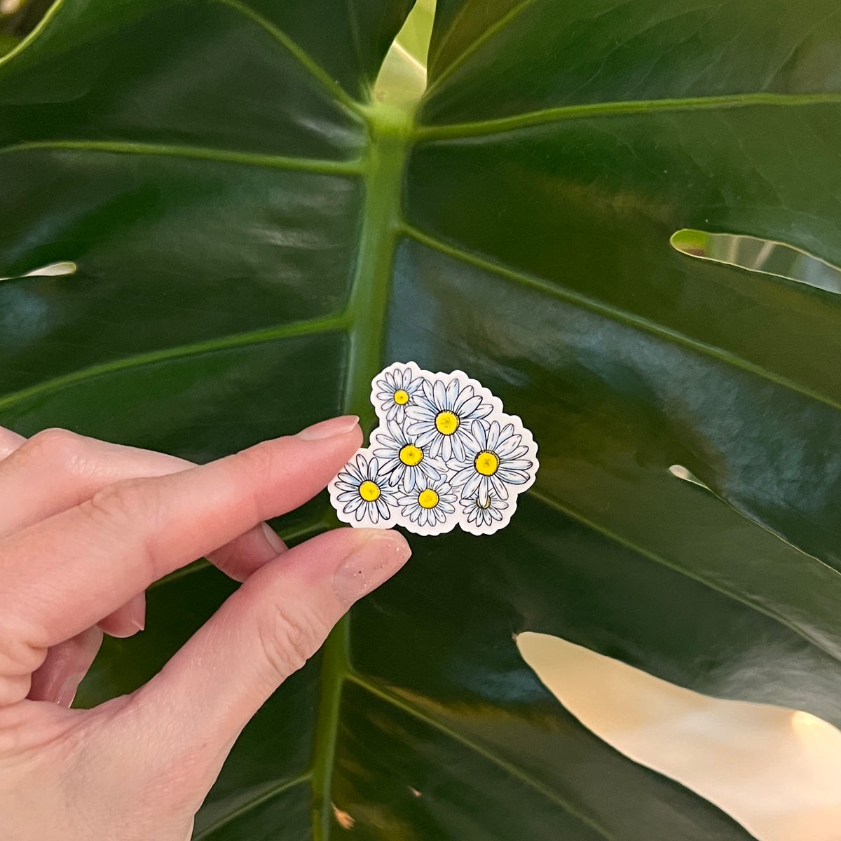 Hand holding a sticker of daisies against a large green leaf