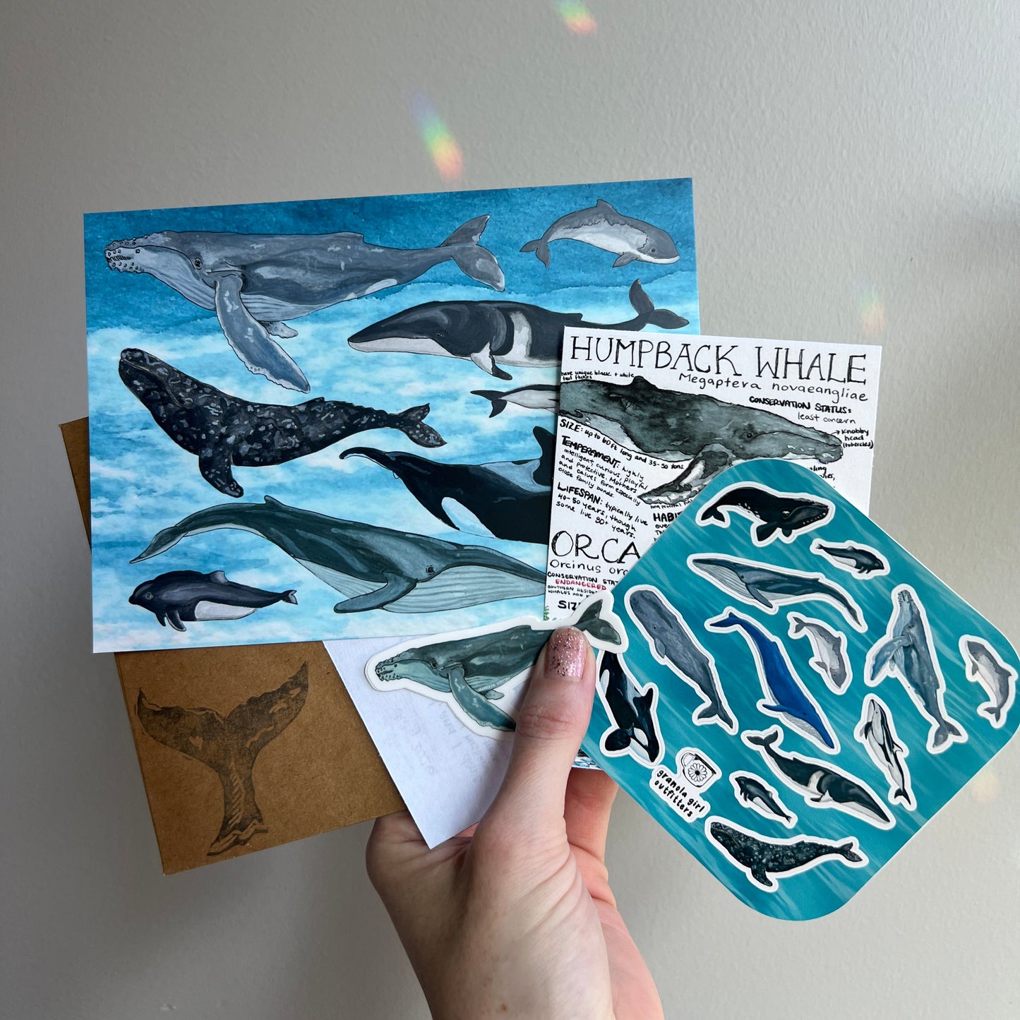 A hand holds a fan of a whale-themed printed postcard, sticker, letter, envelope and sticker sheets against a plain light gray wall. The designs show illustrated whales and dolphins in blue water